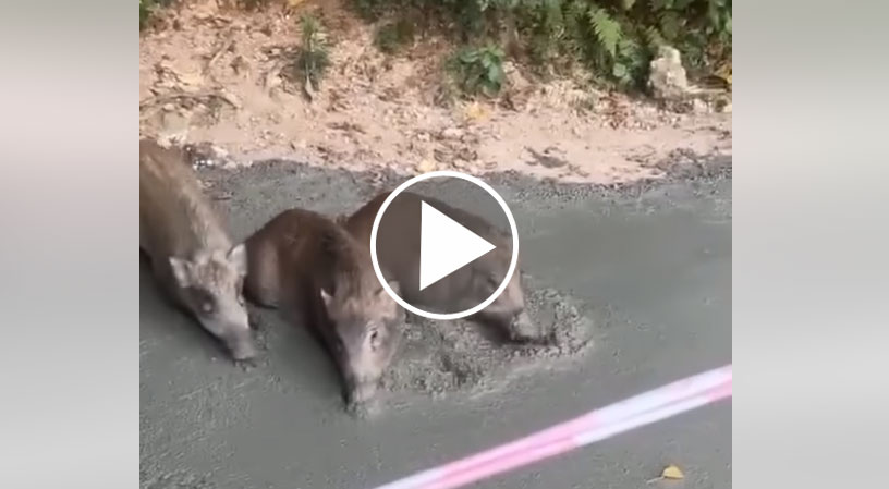 [Vidéo] Des sangliers se baugent dans une dalle de béton fraichement coulée