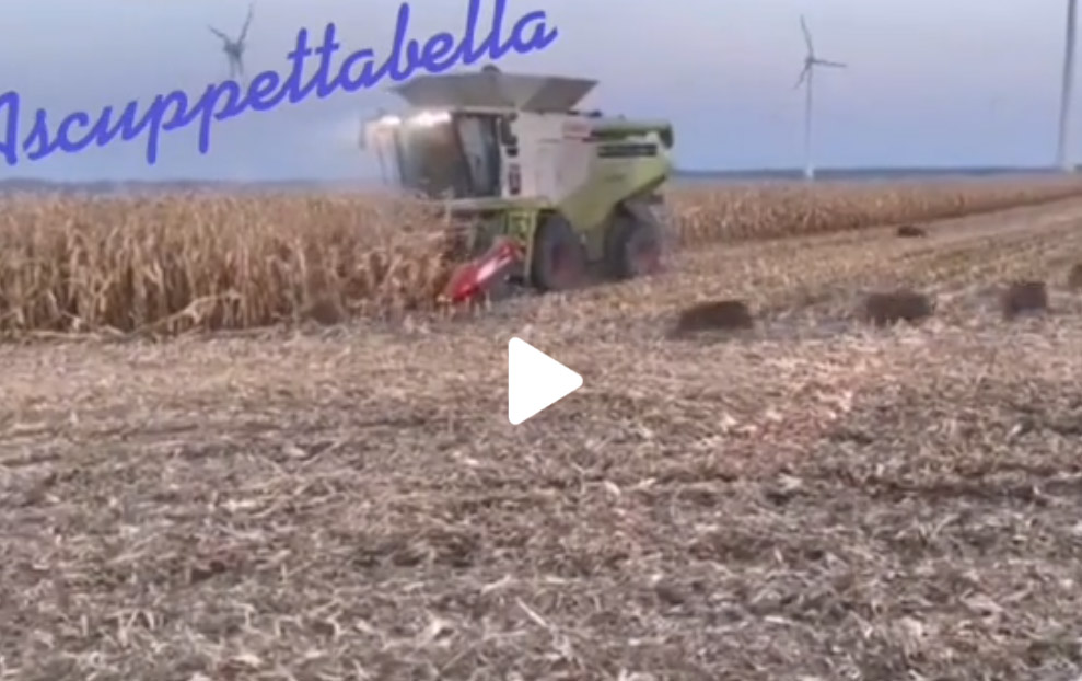 [Vidéo] Une compagnie de sangliers joue avec les nerfs d’un agriculteur