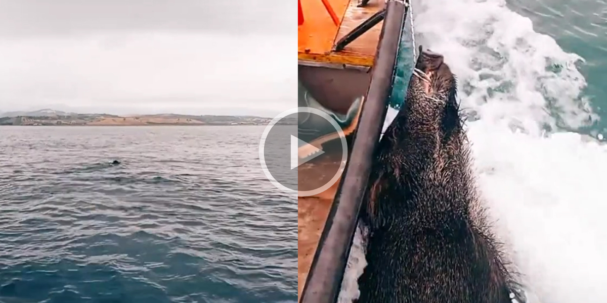 [Vidéo] Sauvetage d’un sanglier en pleine mer