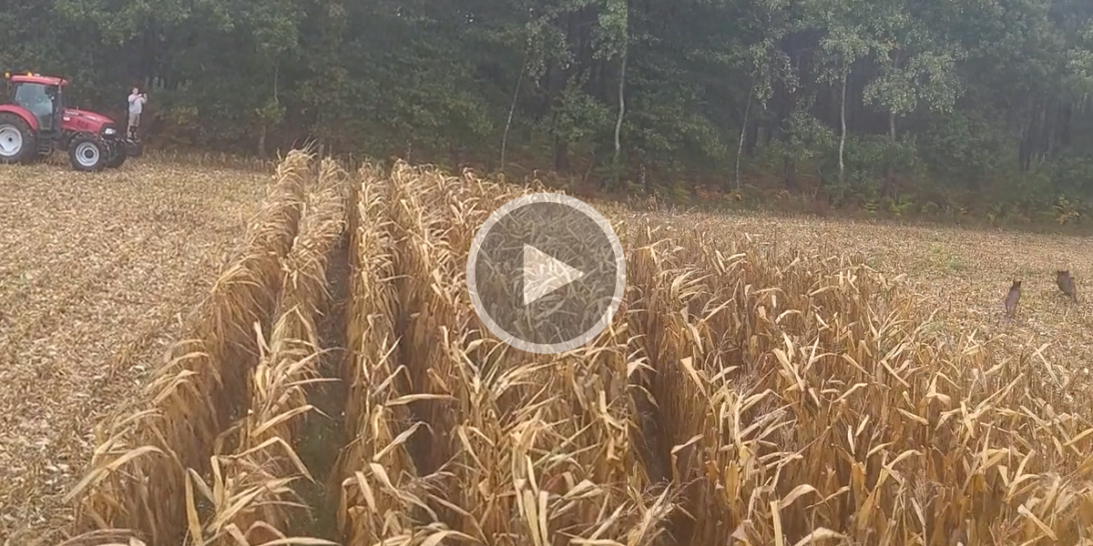 [Vidéo] Sangliers et marcassins attendent le dernier moment pour fuir la moissonneuse