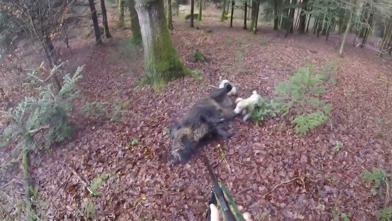 [Vidéo] Charge et tir à 50 cm d’un énorme sanglier