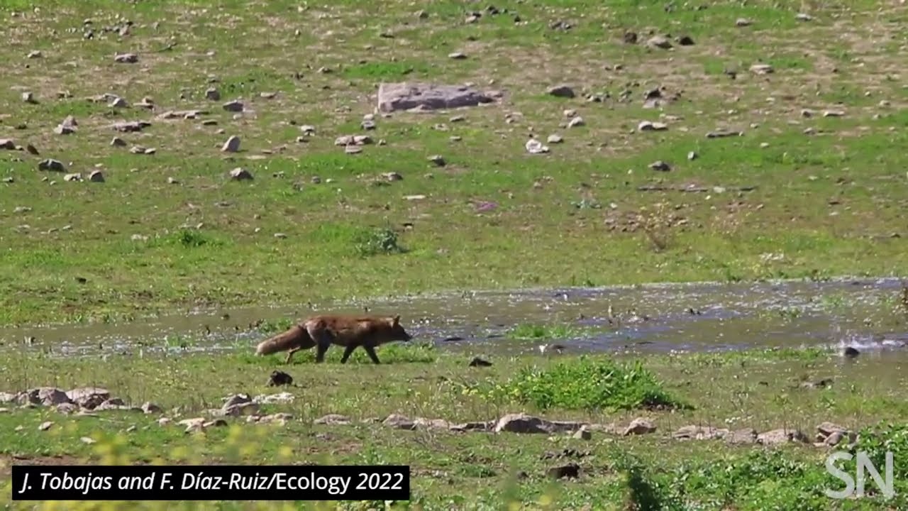 Vidéo] Un renard pêche des carpes ! - Chasse Passion