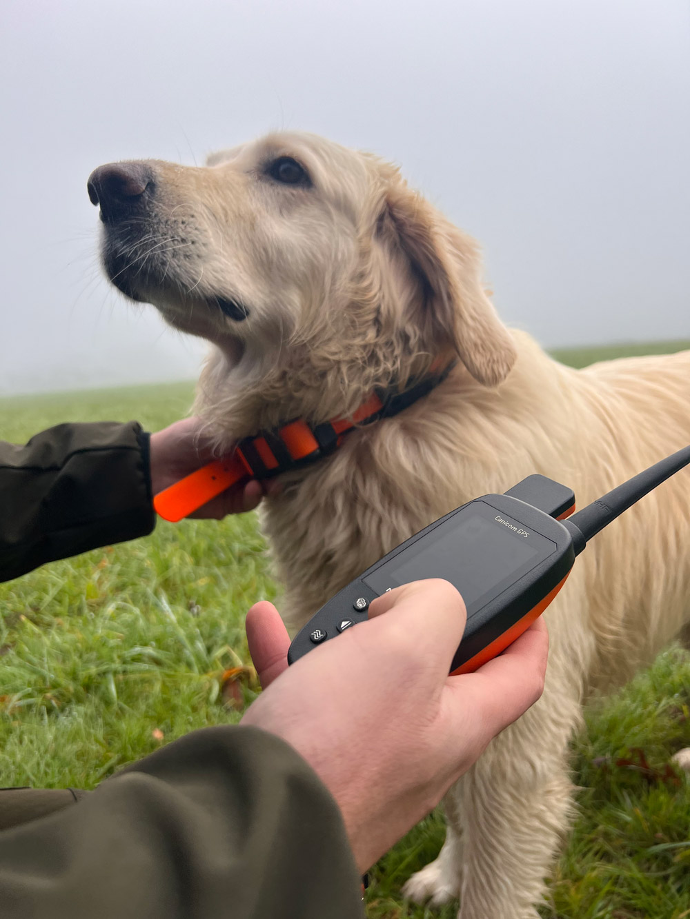 Pack de repérage NUM'AXES CANICOM GPS pour chiens de chasse