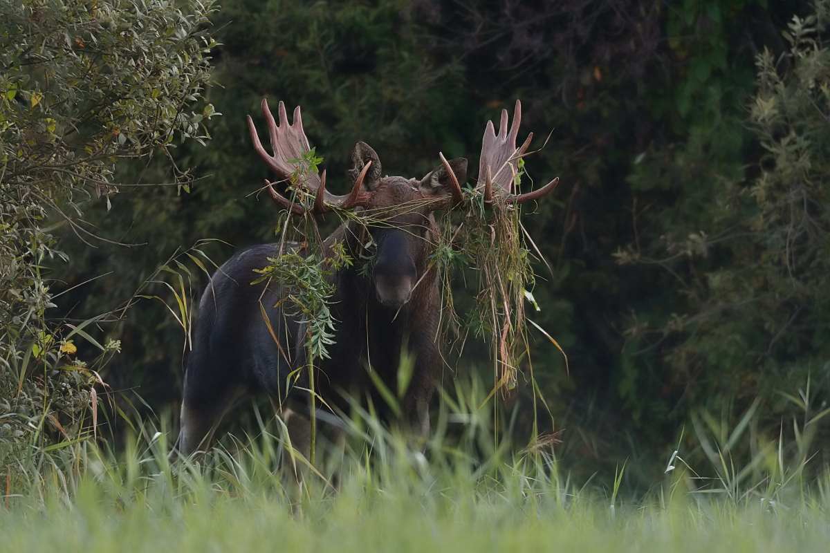 [Vidéo] Un chasseur stoppe in extremis à ses pieds un élan qui le charge