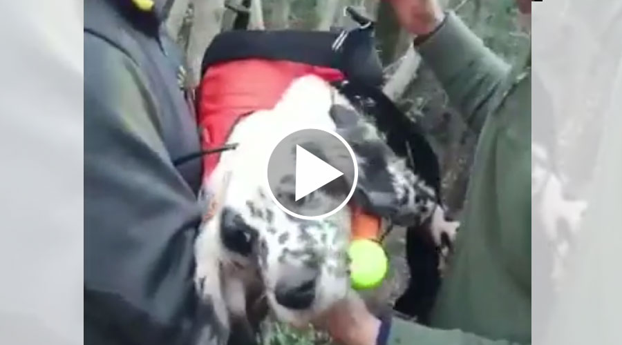 [Vidéo] Un chien de chasse sauvé par les pompiers à 45 mètres de profondeur