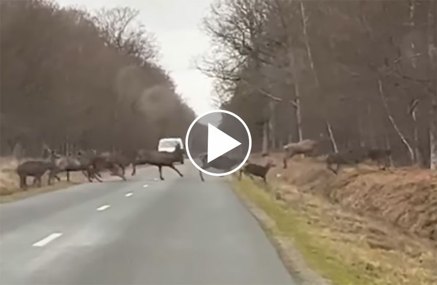 [Vidéo] Une immense harde de cervidés traverse une route en Normandie