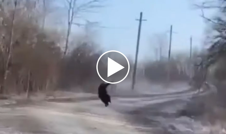 [Vidéo] Un sanglier qui boule comme un lapin parfaitement prélevé