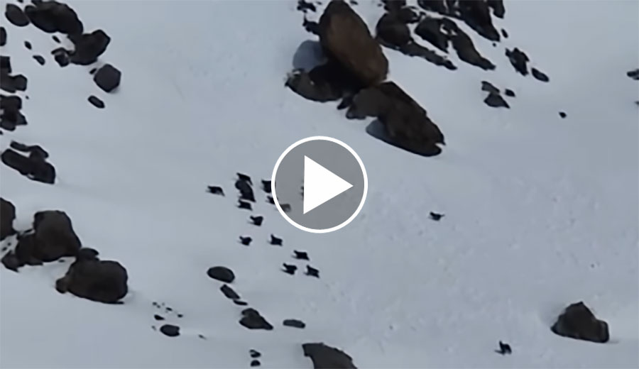 [Vidéo] Un loup chasse 30 chamois dans les Alpes