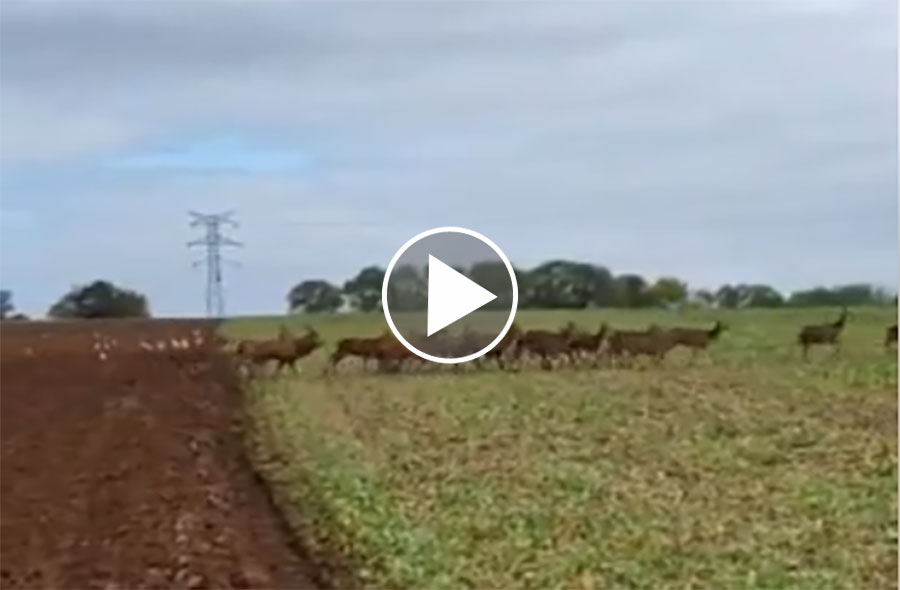 [Vidéo] Une harde de plus de 100 cervidés traverse un champ
