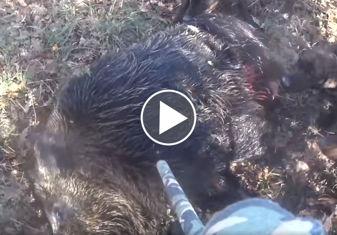 [Vidéo] Un sanglier terriblement armé stoppé à 2m d’un chasseur