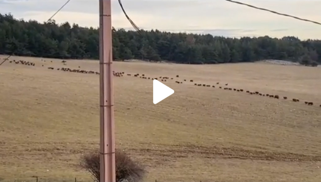 [Vidéo] Une gigantesque compagnie de sangliers