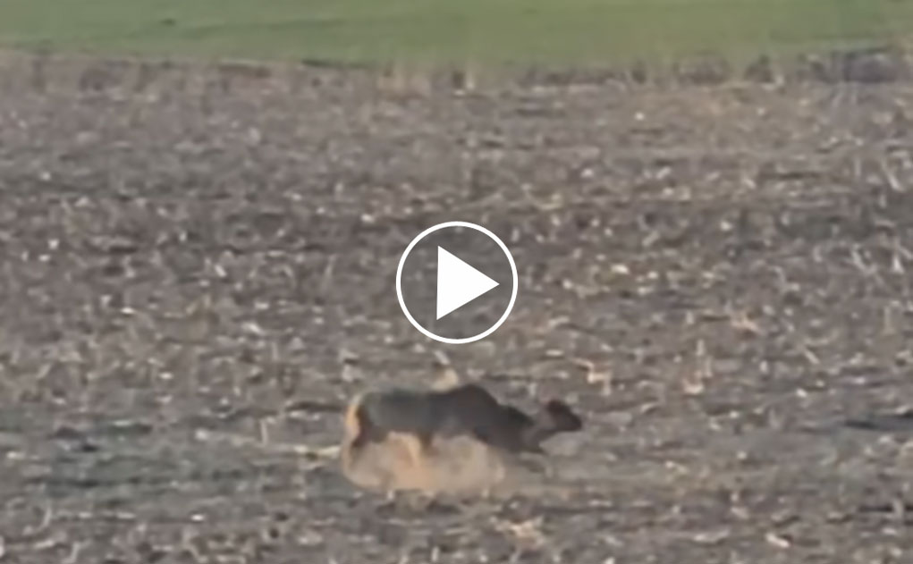 [Vidéo] Un loup tue et dévore un daim en plein champ