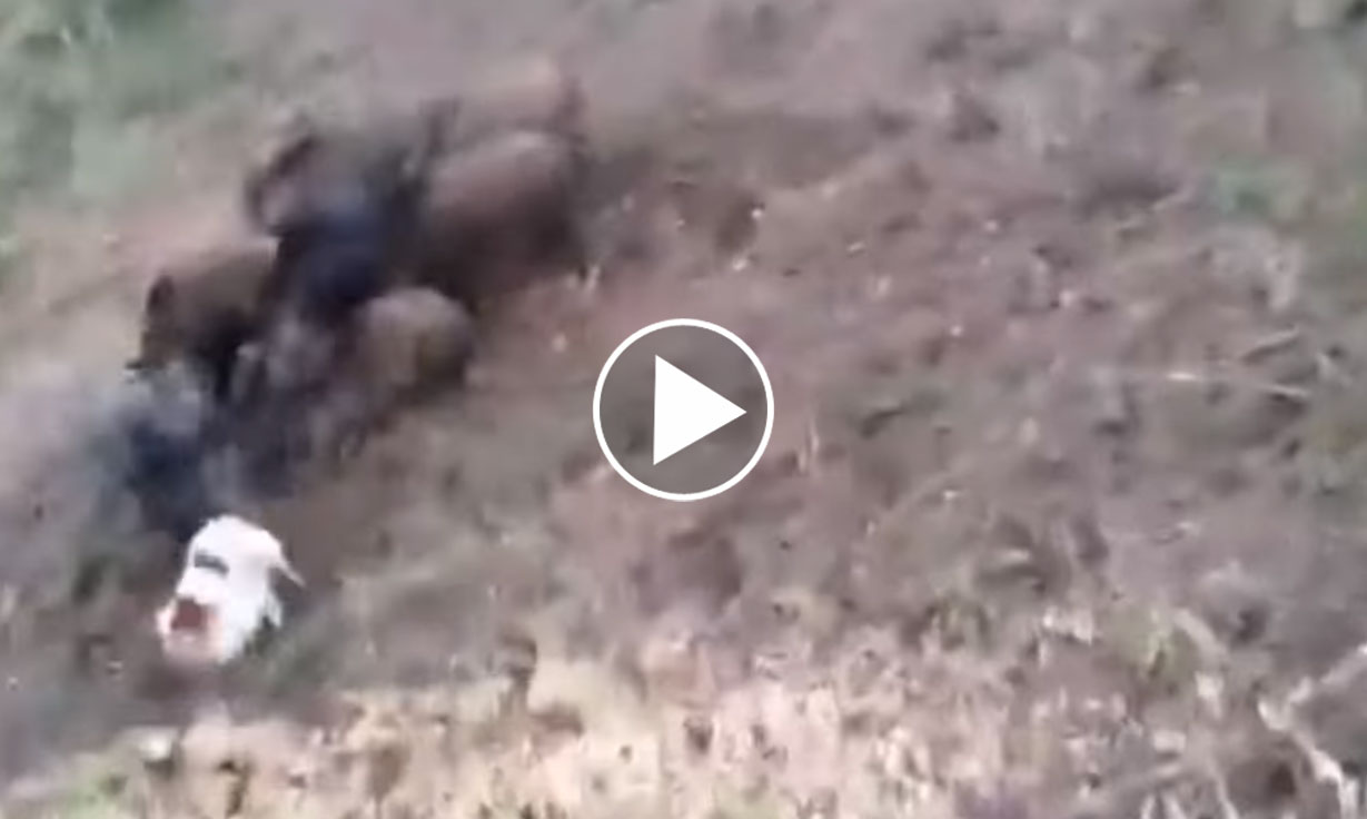 [Vidéo] Un chien se fait littéralement attaquer par des sangliers, sous les yeux de son maître
