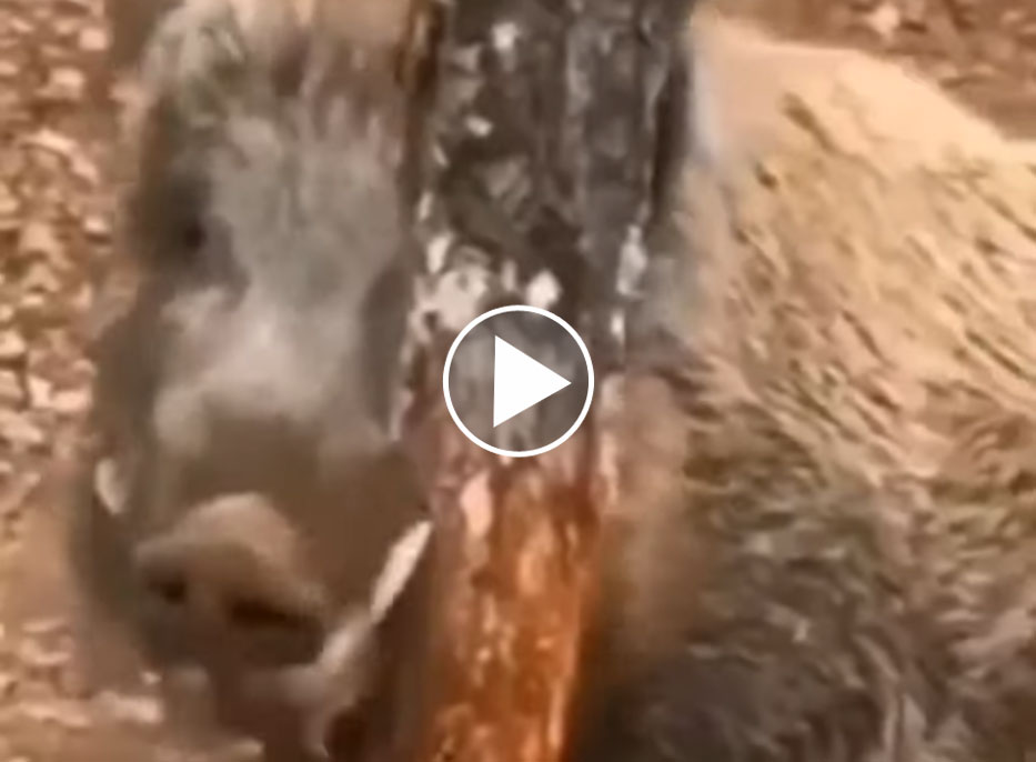 [Vidéo] Un très gros sanglier se frotte à un arbre