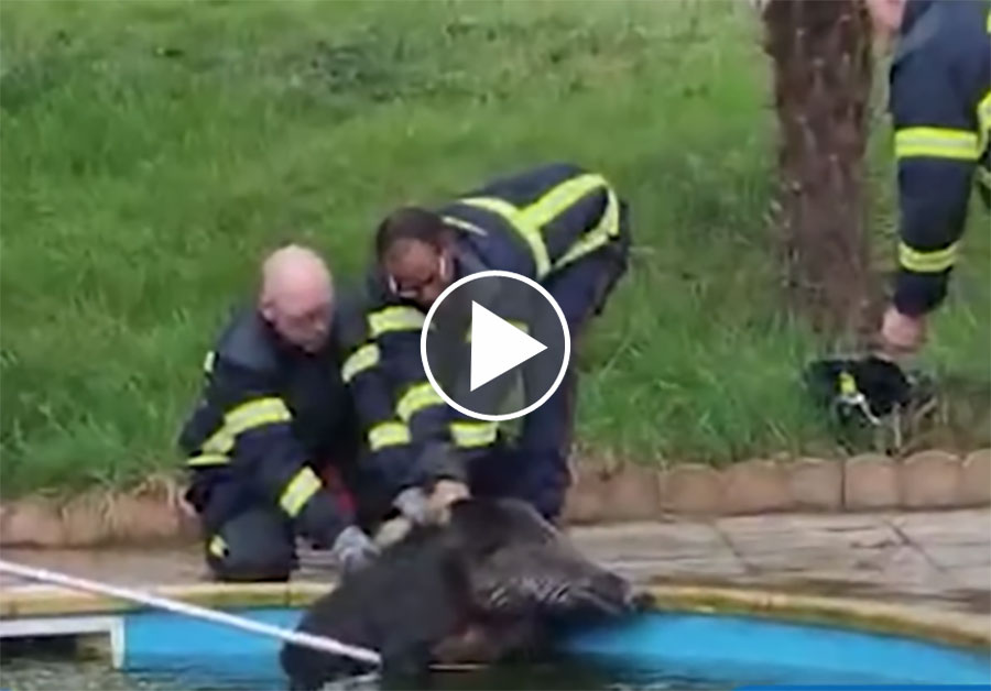 [Vidéo] Un sanglier coincé dans une piscine sauvé par les pompiers