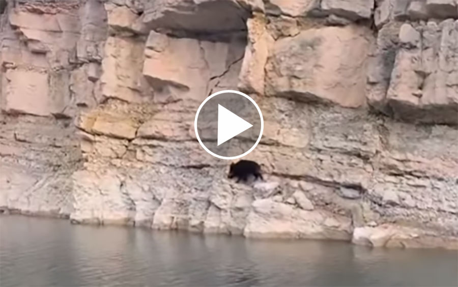 [Vidéo] Un sanglier plonge d’une falaise