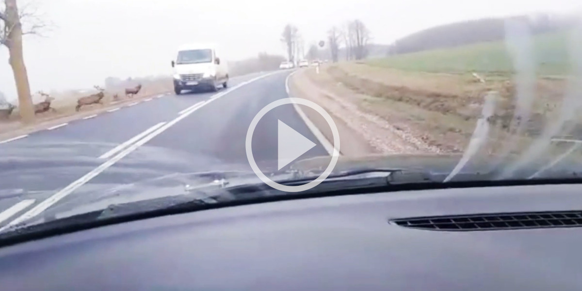 [Vidéo] Une harde de cervidés impressionnante manque de passer sous un camion