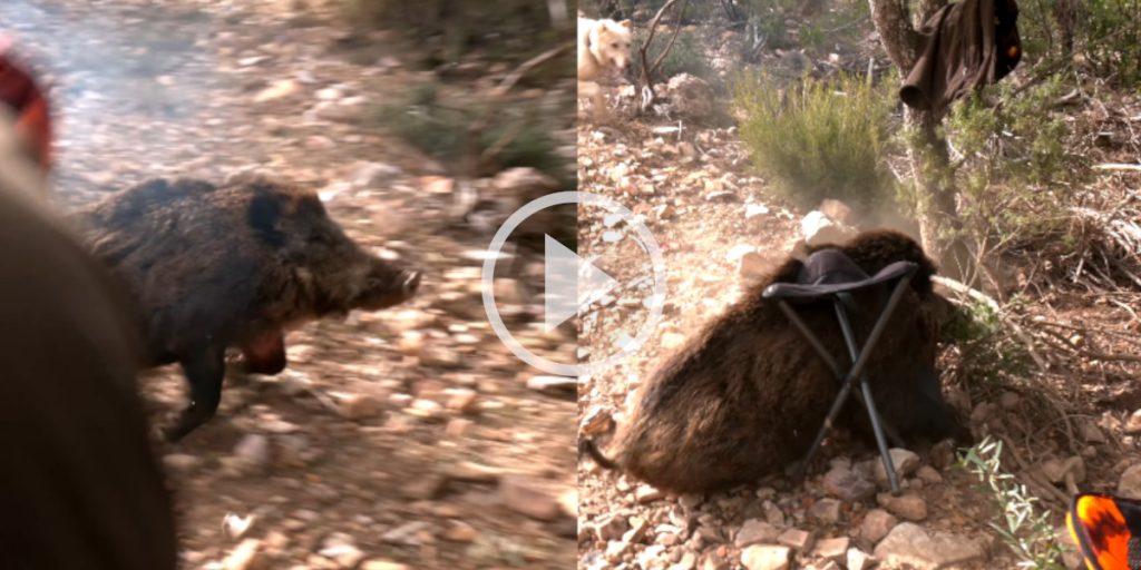 [Vidéo] Un Gros Sanglier Encaisse Les Tirs Et Fonce Dans Les Postés ...