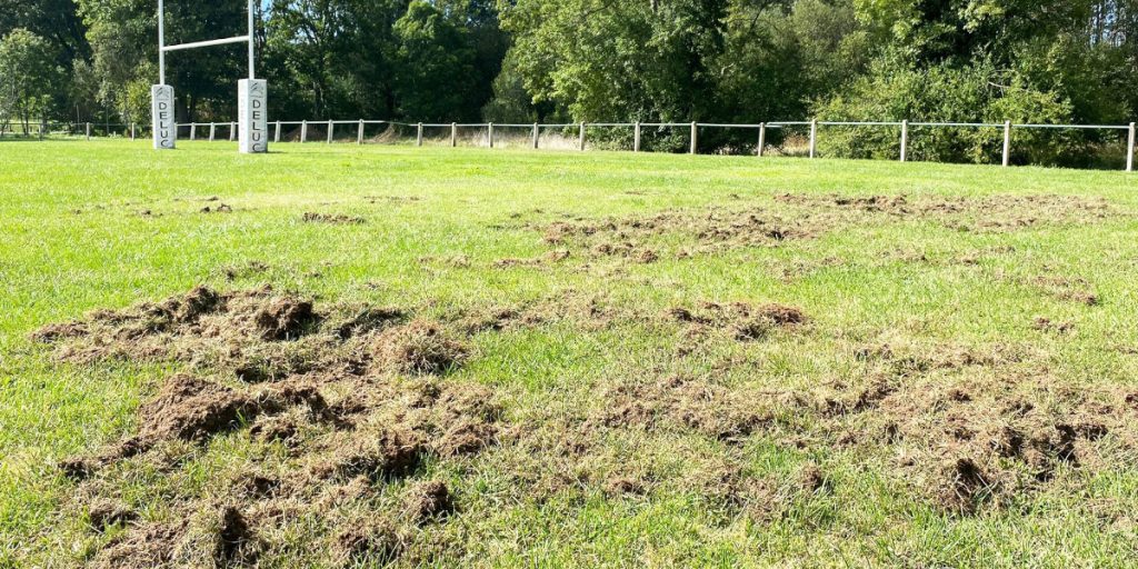 Un Terrain De Sport A (encore) été Ravagé Par Les Sangliers En Dordogne ...