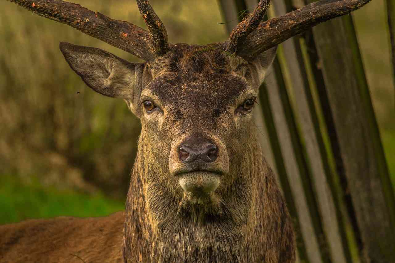 Après un rapprochement avec la LPO, l’ONF « explique pourquoi la chasse est nécessaire »