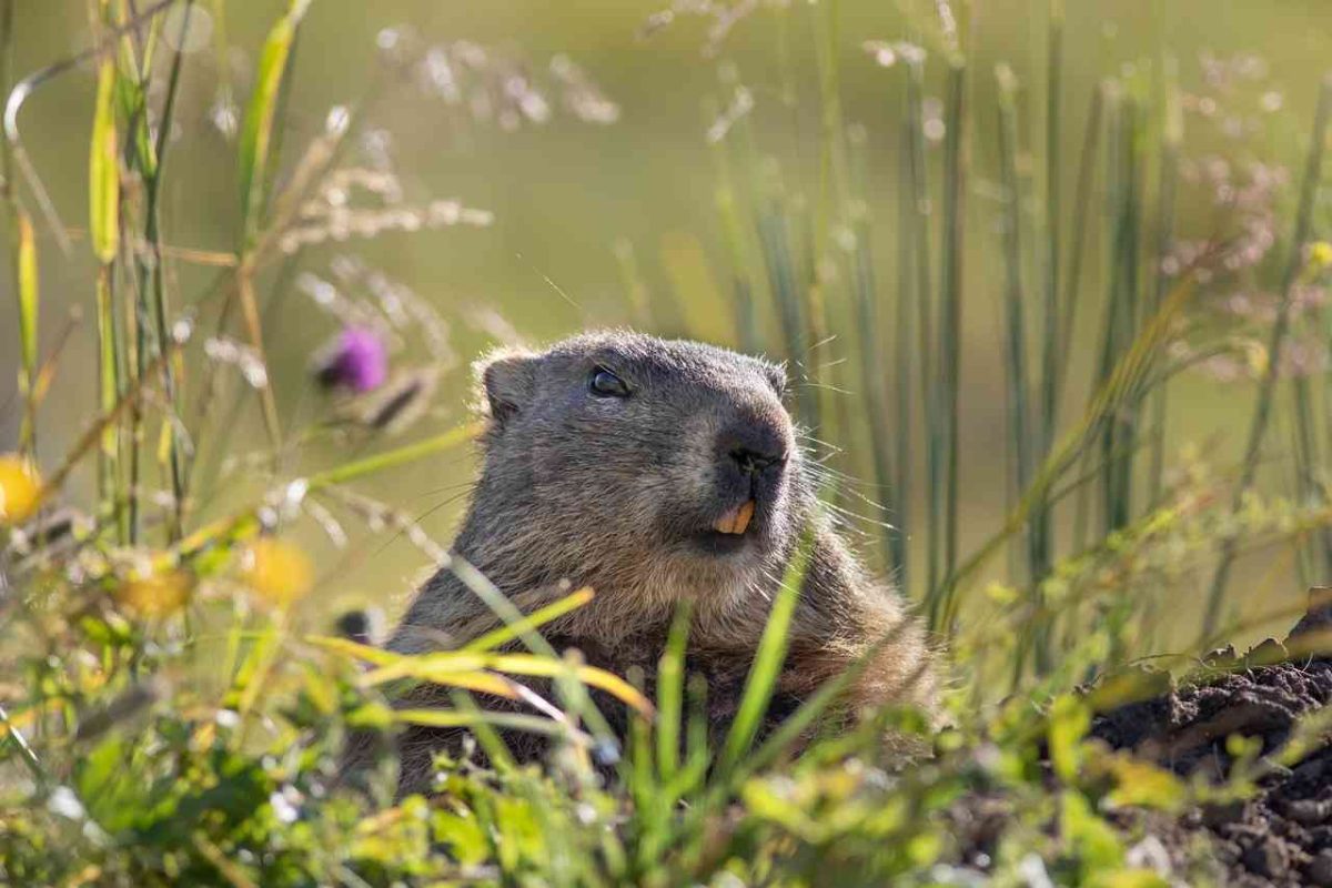 Une proposition de loi vient d’être déposée pour abolir la chasse à la marmotte