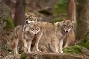 La victime des loups du zoo de Thoiry décide de porter plainte