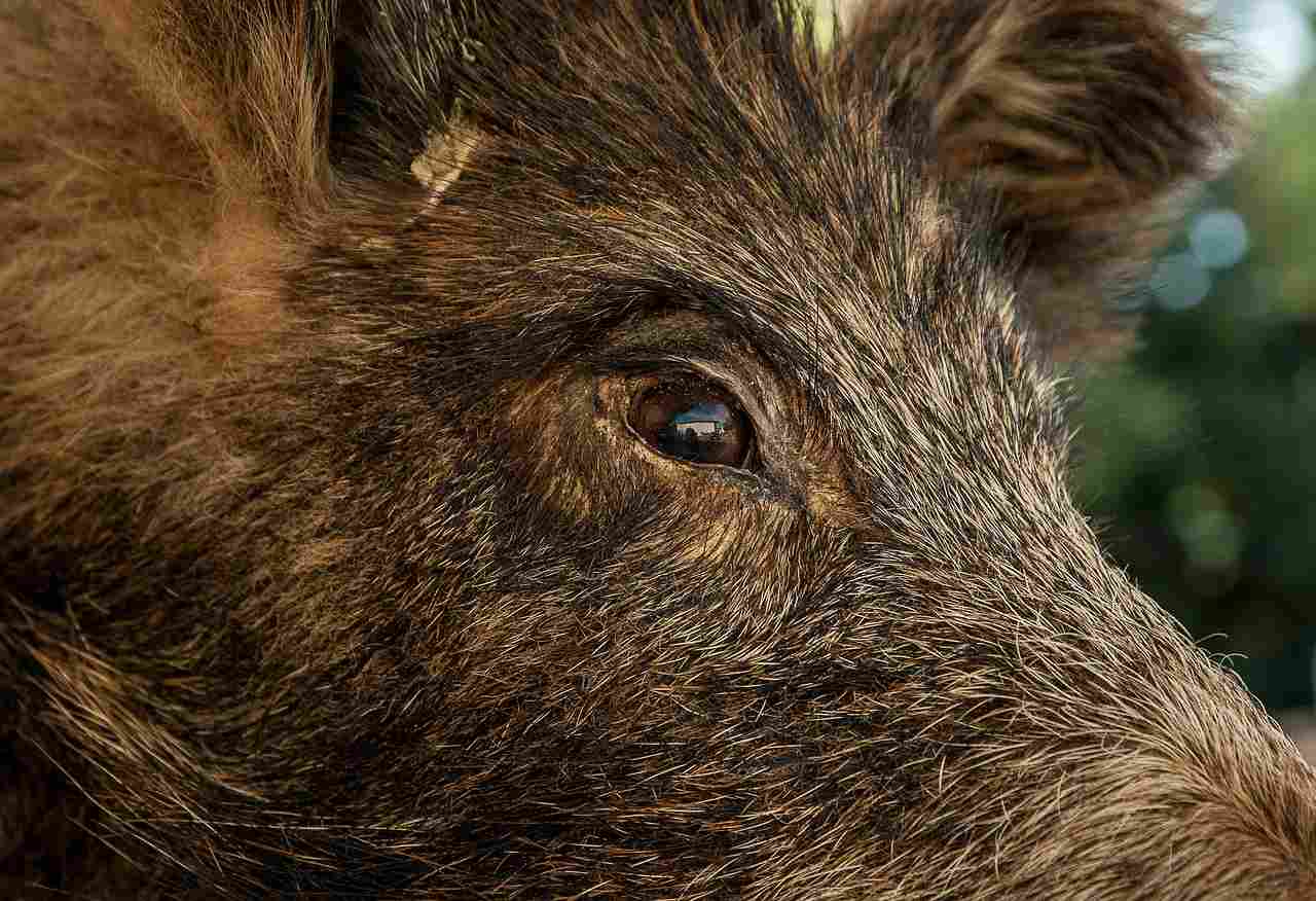 Un sanglier de cent kilos blesse deux chasseurs en Dordogne