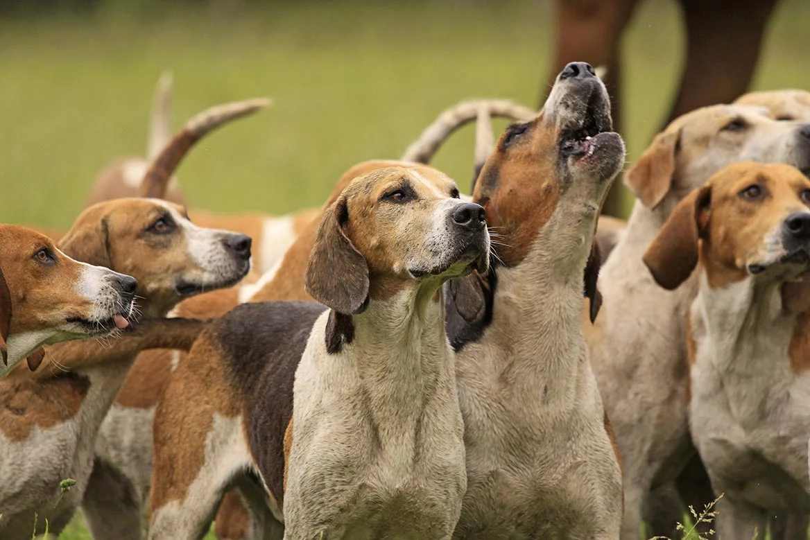 chiens de chasse a courre