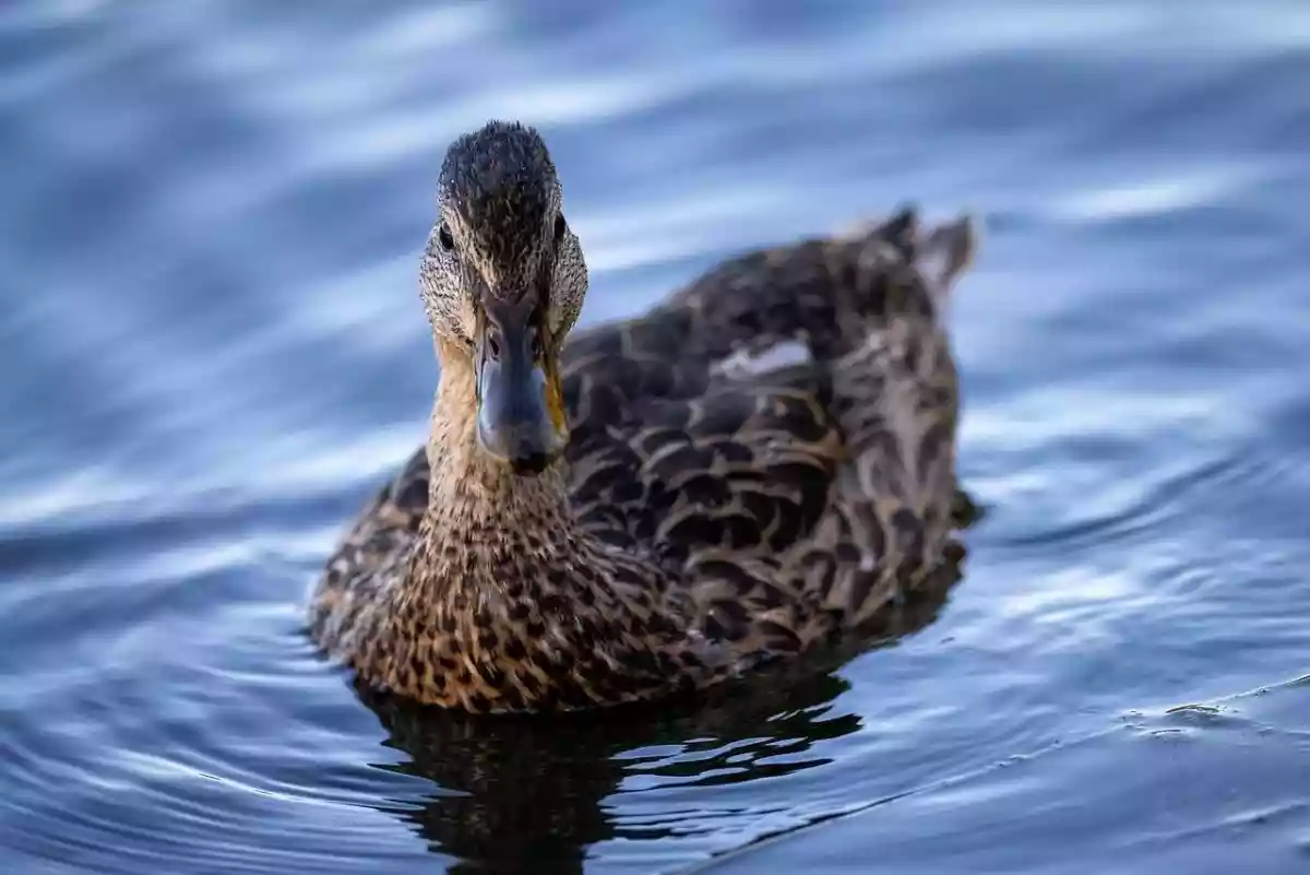 Grippe aviaire : plusieurs foyers détectés en France qui impactent la chasse