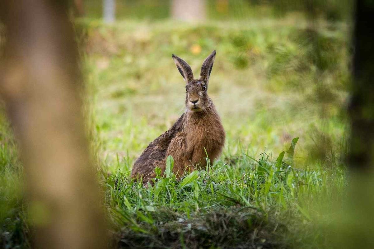 Ouverture de la chasse : les chasseurs de toute la France seront de sortie