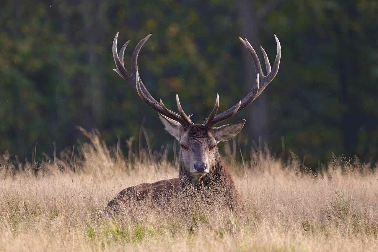 Un cerf dans une maison en Gironde