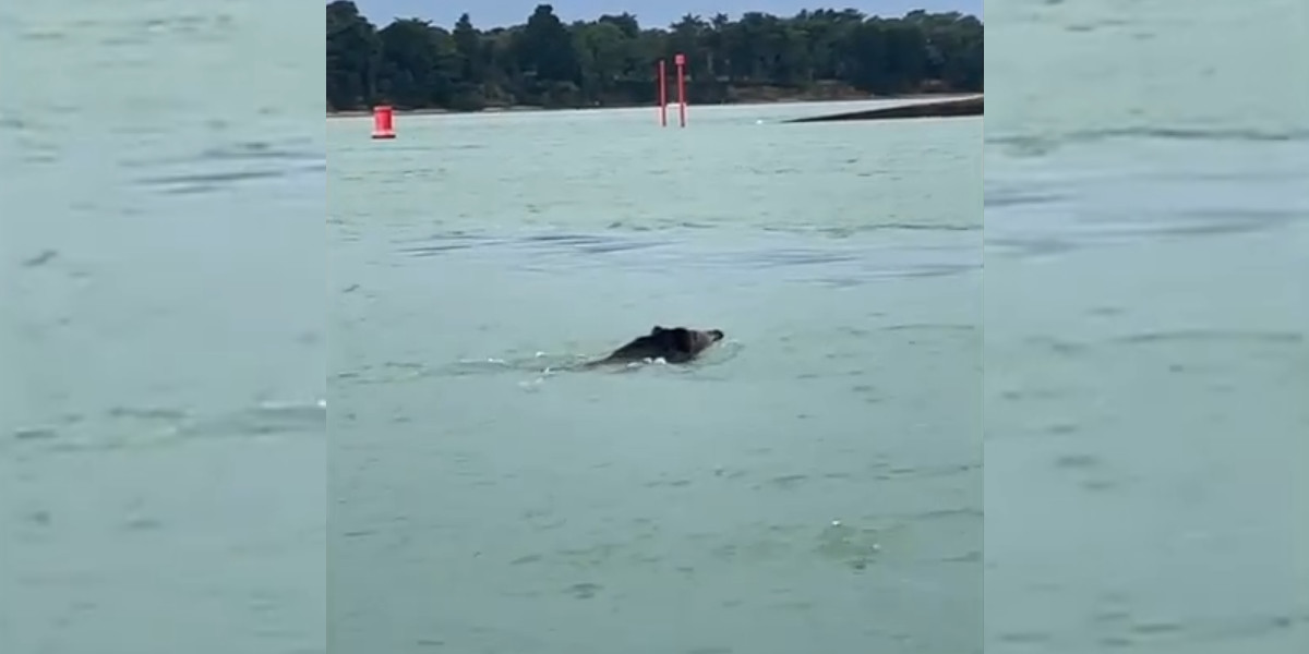 un sanglier à la nage dans le golfe du morbihan