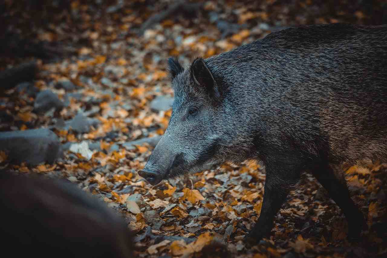 Soulagement pour les chasseurs du Gers, la Fédération renonce au « malus sanglier »