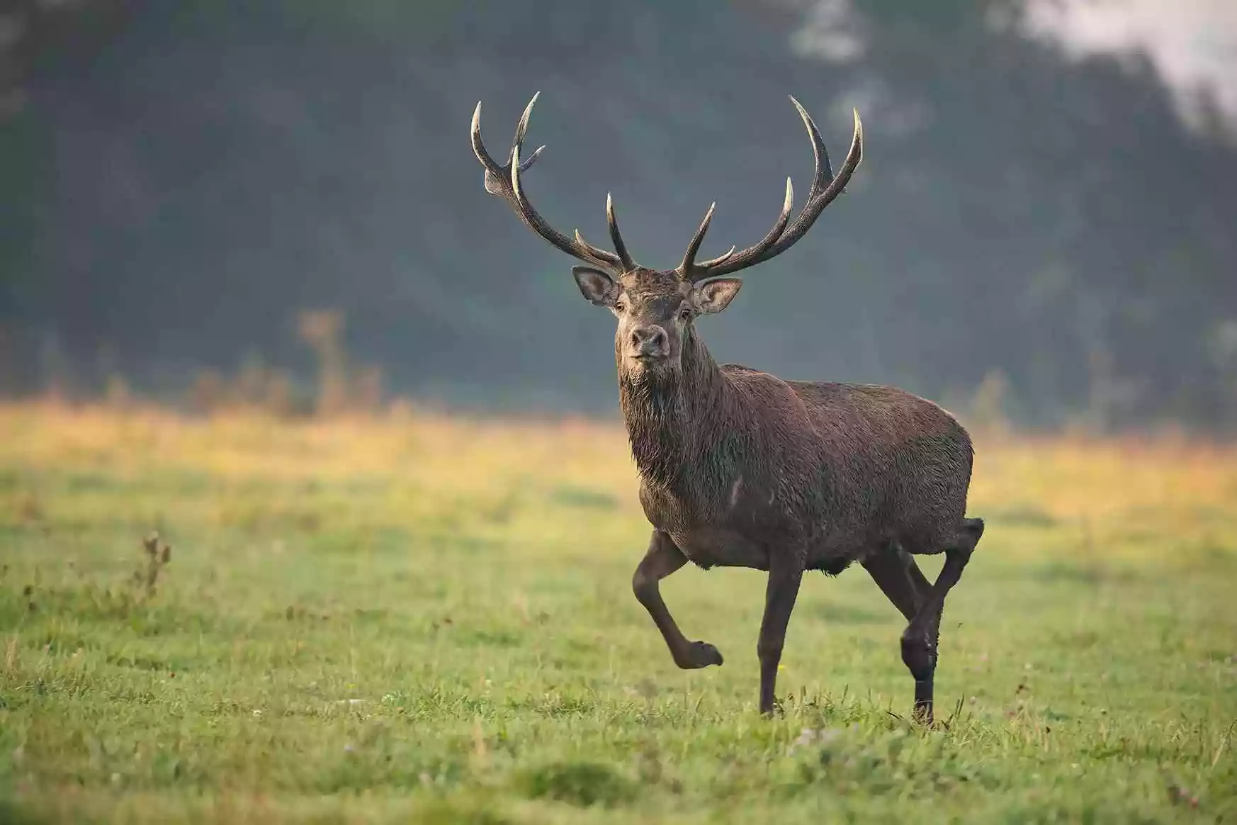 Pourquoi les cervidés perdent-ils leur bois? - Chasse Passion