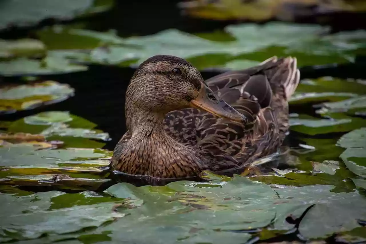 grippe-aviaire-niveau-eleve