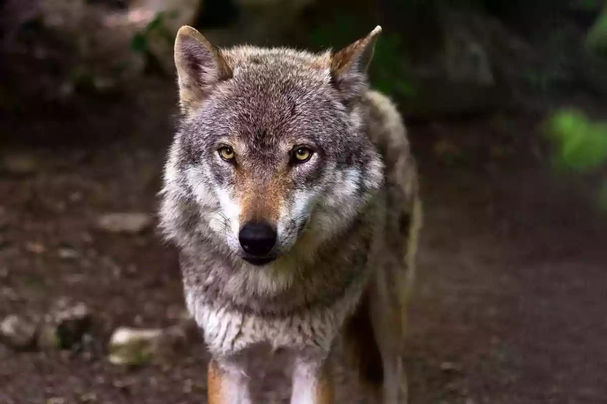 Stériliser les loups « problématiques » plutôt que de les abattre : une solution viable?