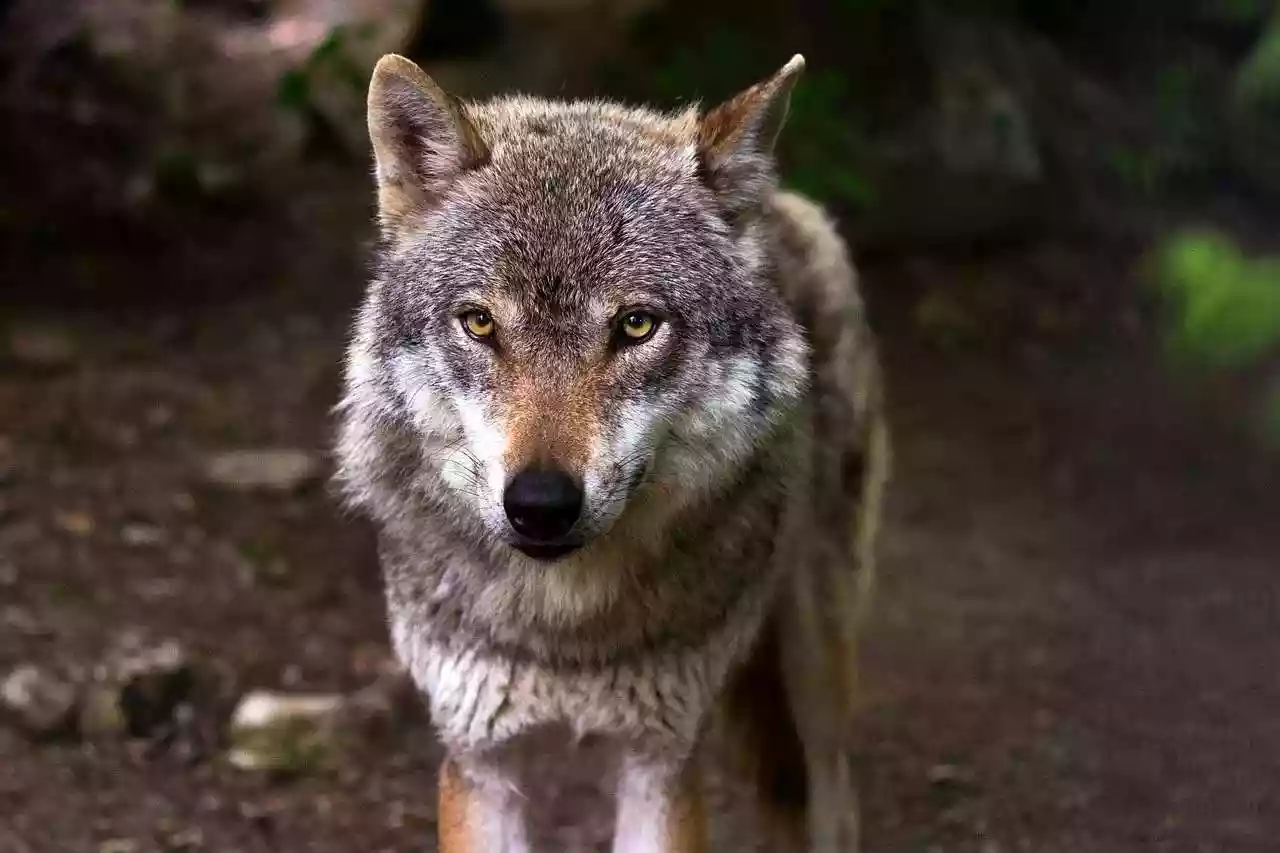 Le nombre de loups en France a baissé de 9% selon les estimations officielles