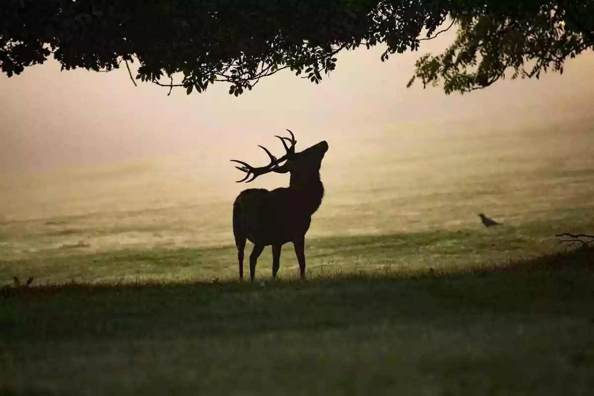 Plan de chasse hors sol du grand gibier dans le Haut-Rhin : les chasseurs refusent d’être « les fossoyeurs de la biodiversité »