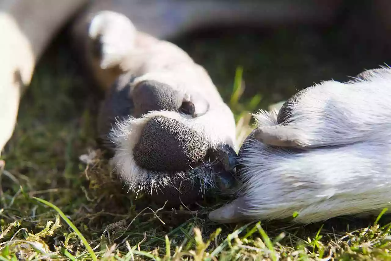 Chien mort de la maladie d'Aujeszky dans l'Essonne