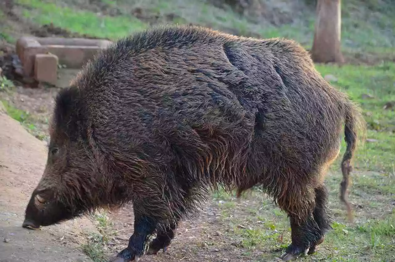 sanglier de 200kg dans l'Aisne