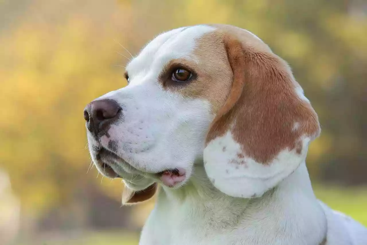 6 chiens de chasse sauvés par le GRIMP en Vendée