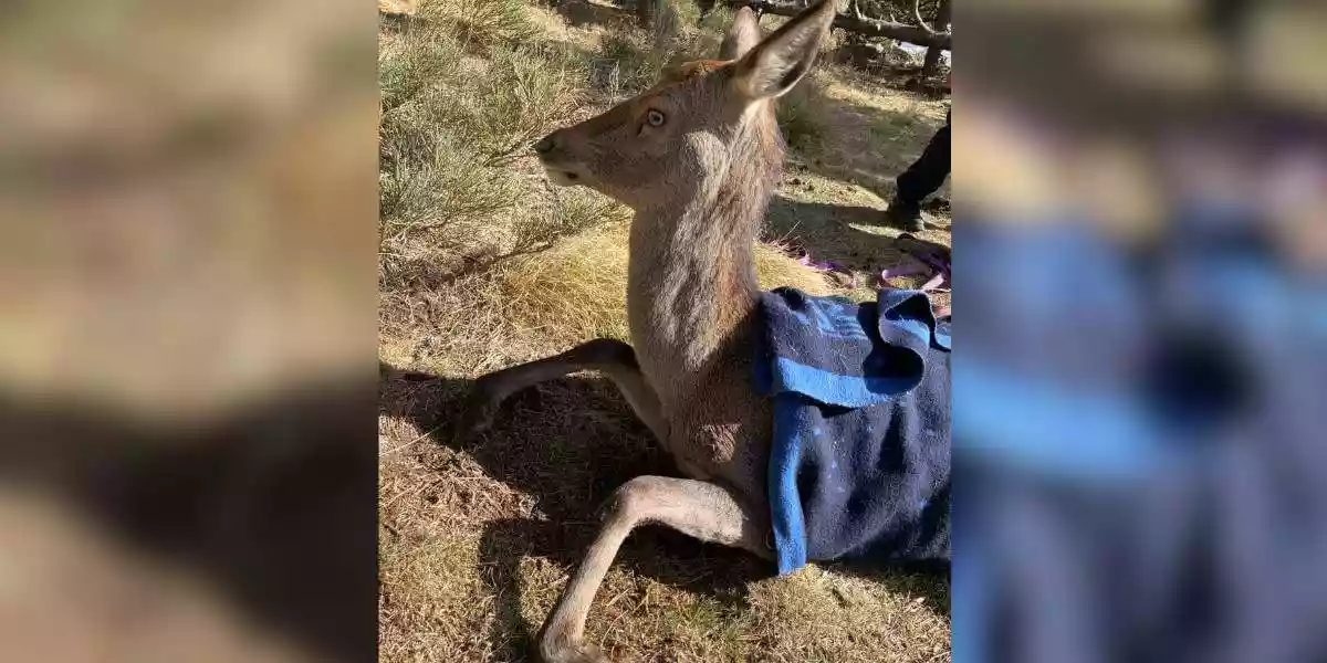 biche sauvée lac gelé de Bolquère