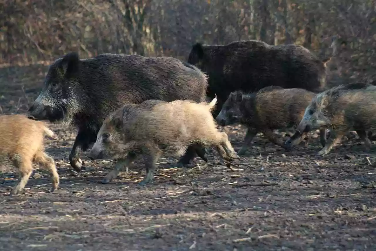 Une société de chasse mise à l’amende pour ne pas avoir prélevé assez de sangliers