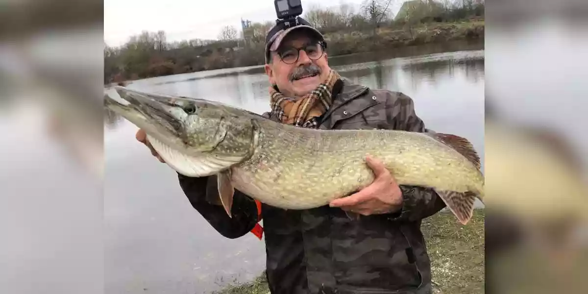 Un brochet impressionnant pêché dans la Moselle