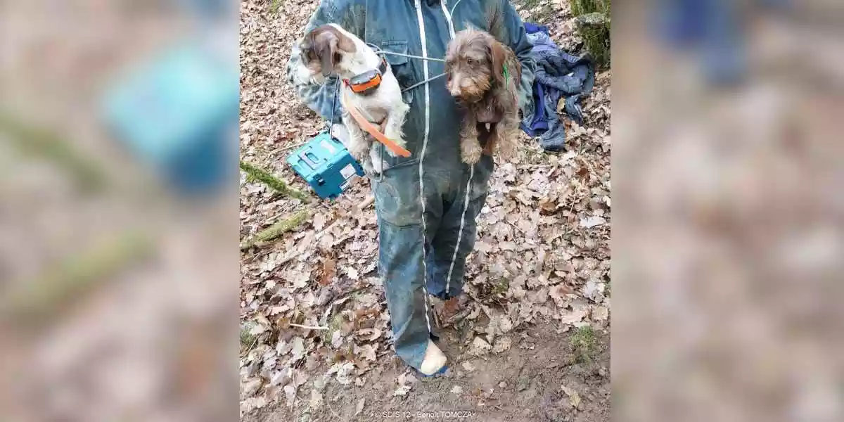 deux chiens sauvés d'un terrier de renard dans l'Aveyron