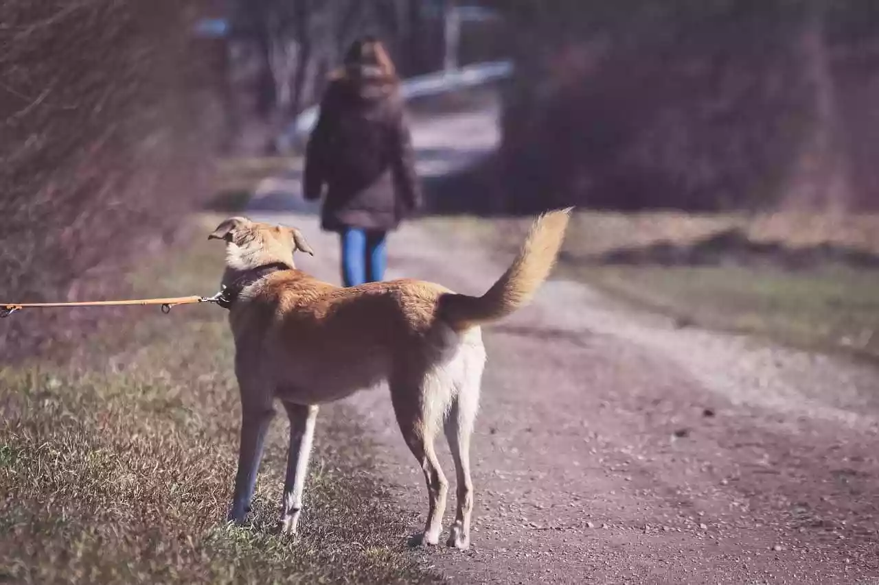 chien abandonné dans l'Aisne