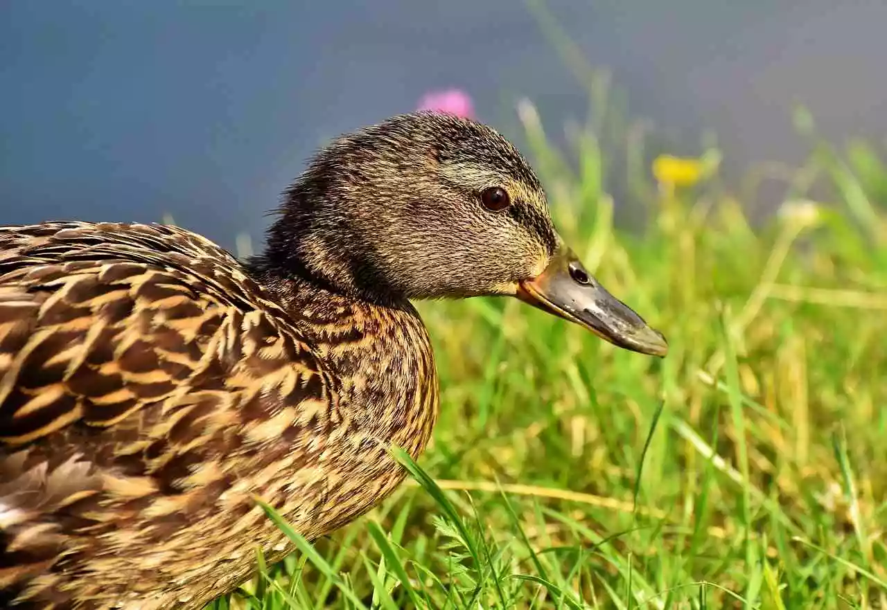 grippe aviaire dans le nord