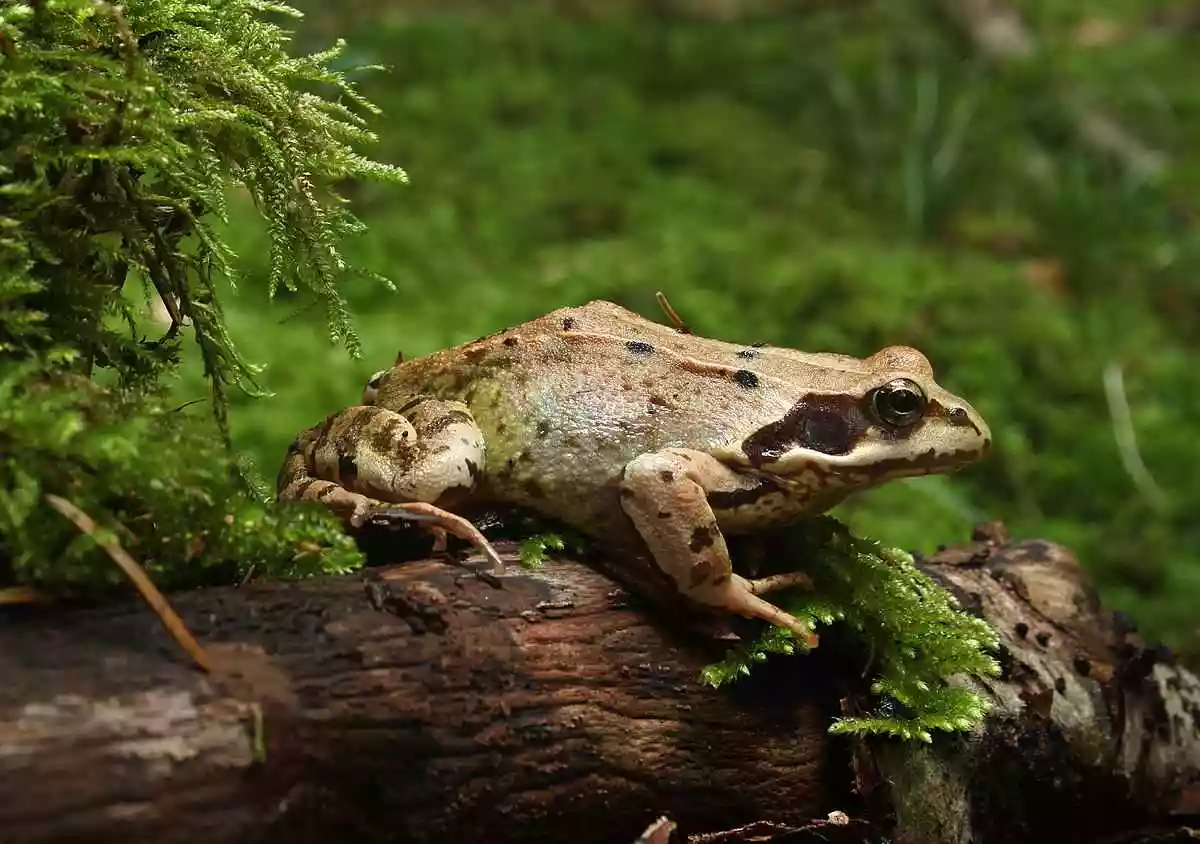 grenouille-rousse