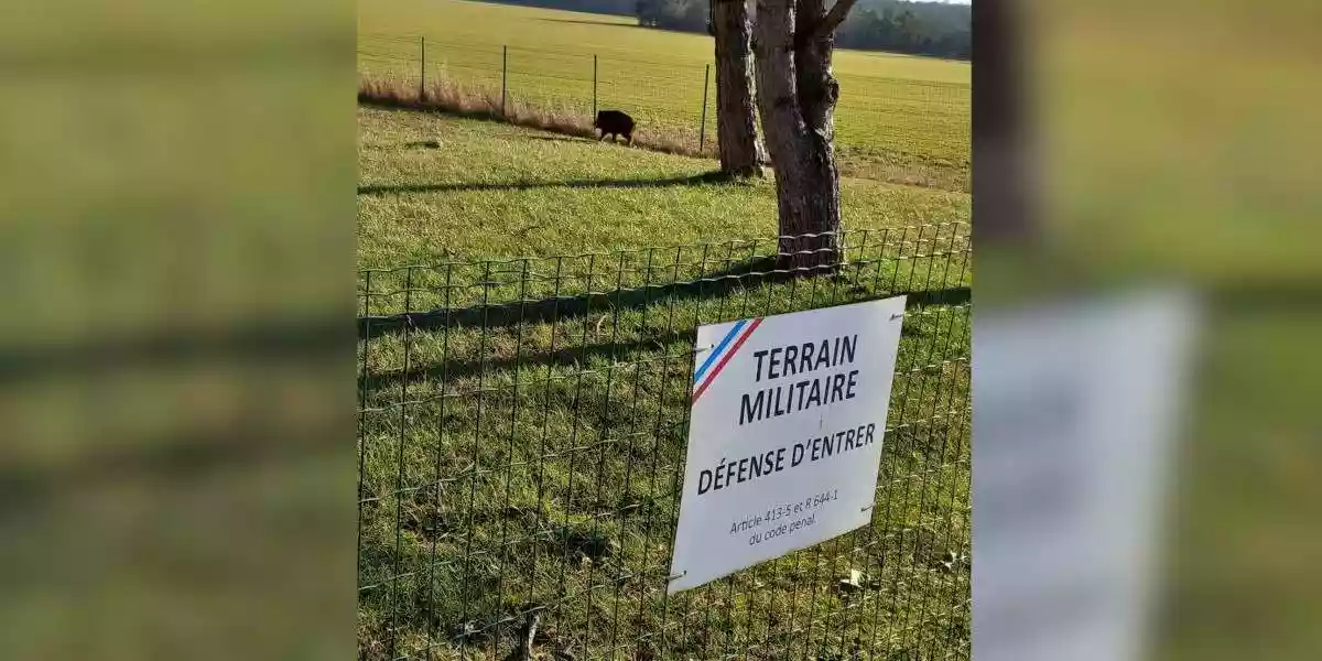 sanglier dans une gendarmerie