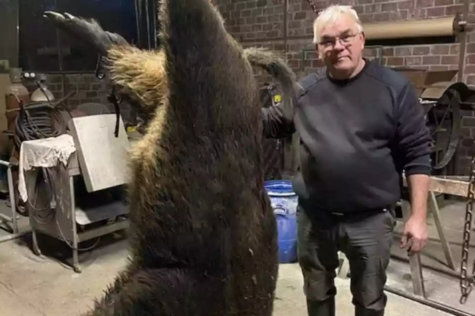 Sanglier de 181 kilos dans l'Eure